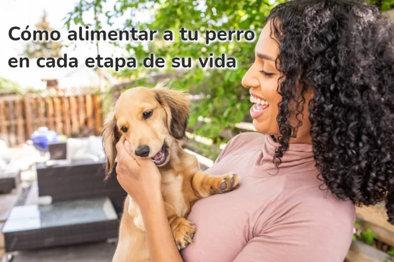 Como alimentar a tu perro en cada etapa de su vida